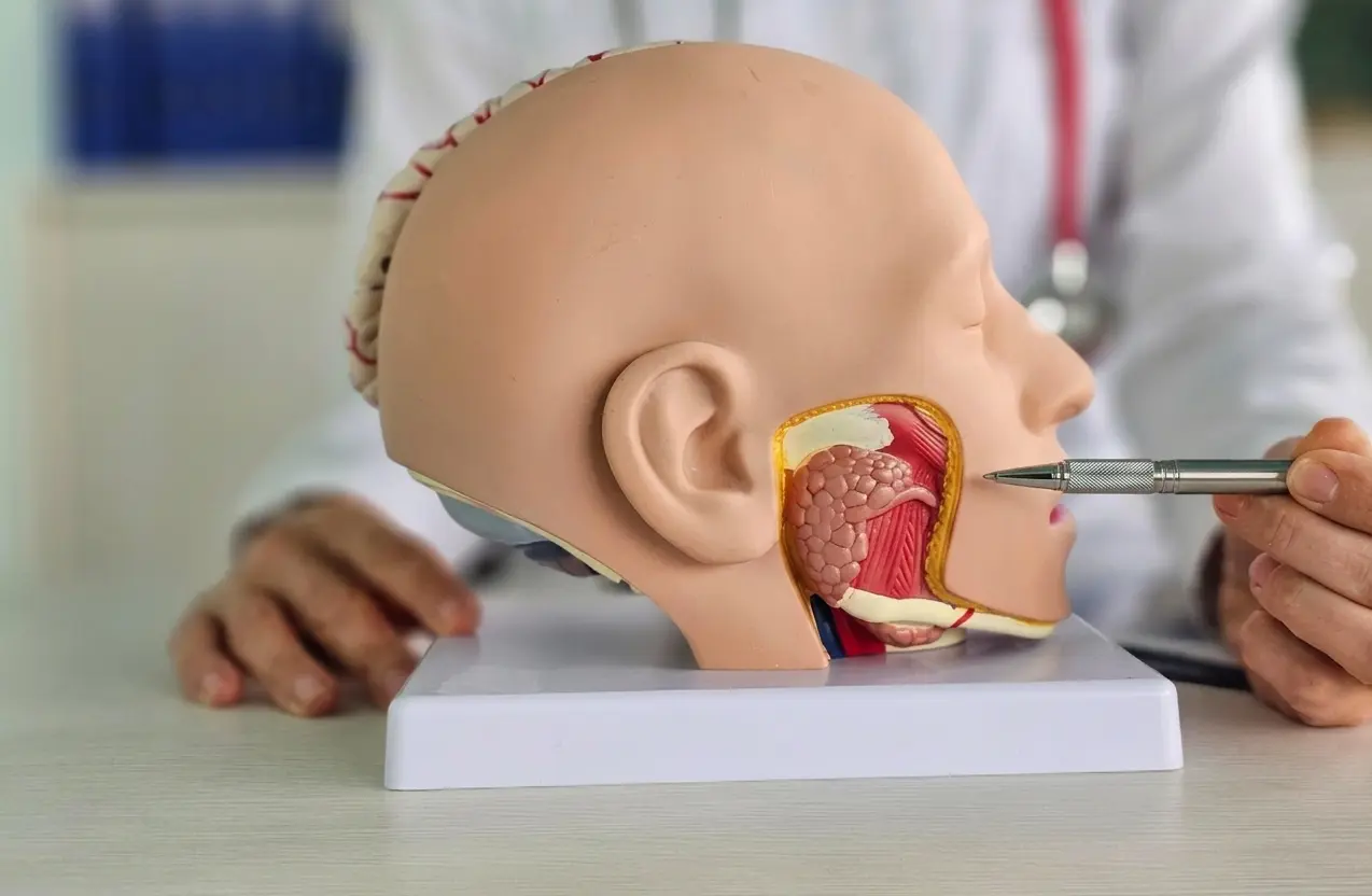 Image représentant un medecin montrant un mannequin ORL